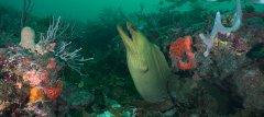 Green Morey Eel in Green Water copy.jpg